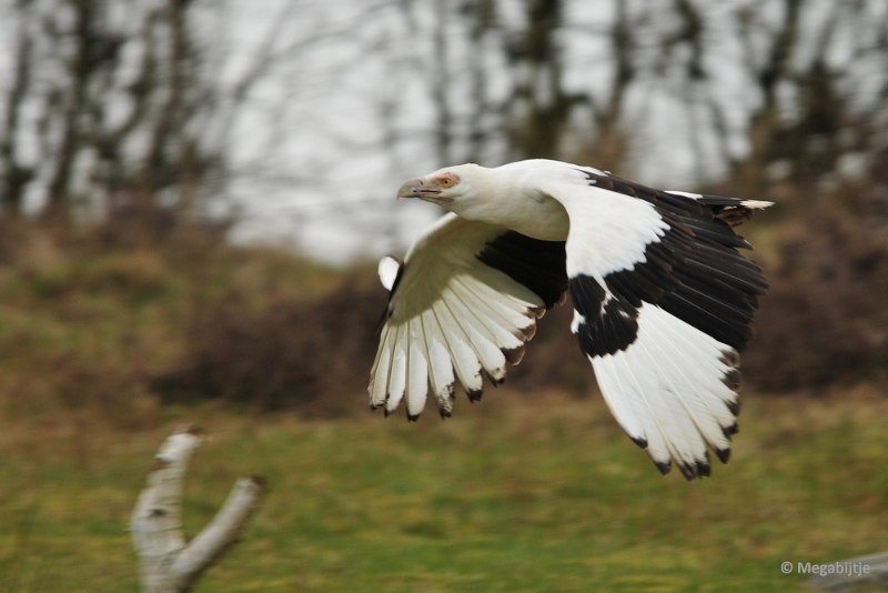 BB06042015 18.JPG - Beekse Bergen 6 april 2015 