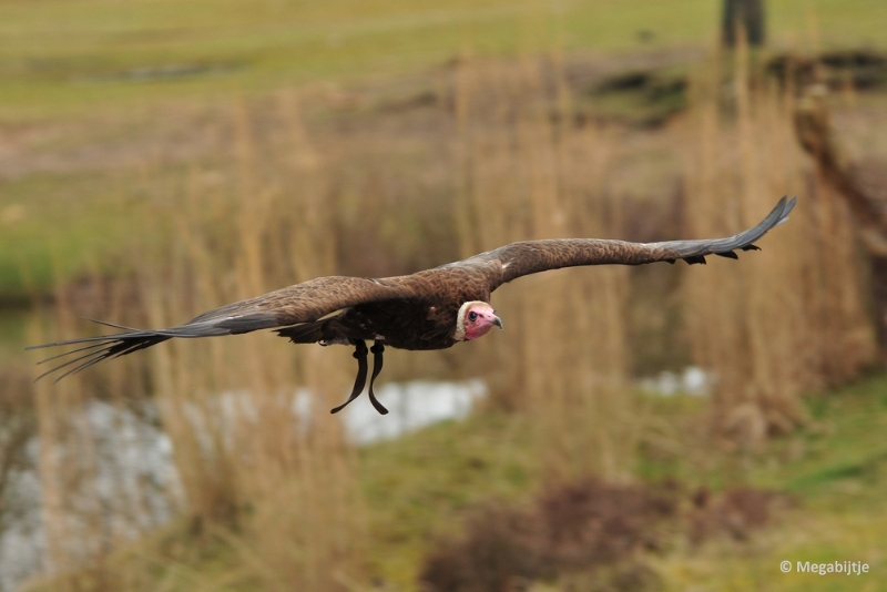 BB06042015 19.JPG - Beekse Bergen 6 april 2015 