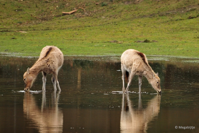 BB06042015 25.JPG - Beekse Bergen 6 april 2015 