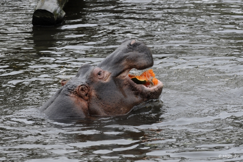 bd1_DSC4157.JPG - Beekse Bergen kerst