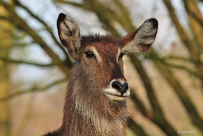 BB februari 2015 07.JPG - Beekse Bergen 19 februari 2015