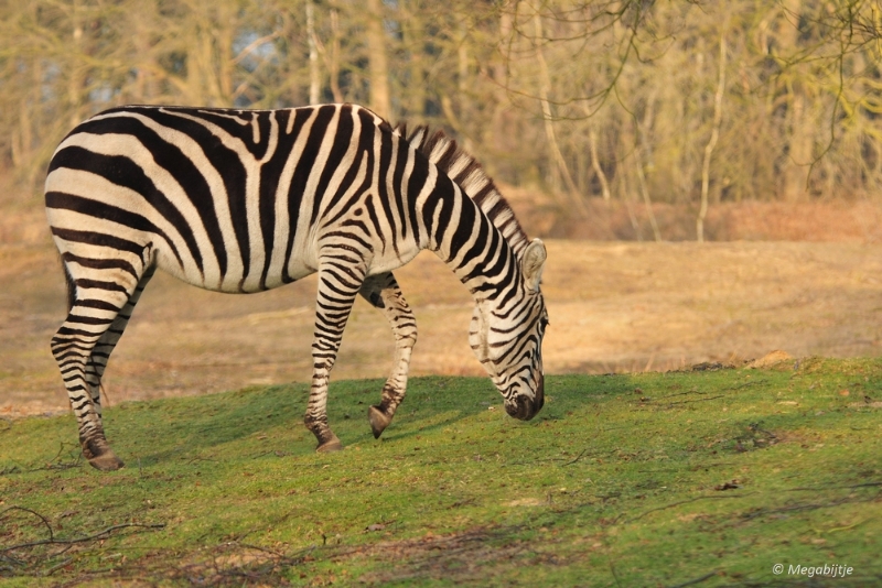 BB februari 2015 10.JPG - Beekse Bergen 19 februari 2015