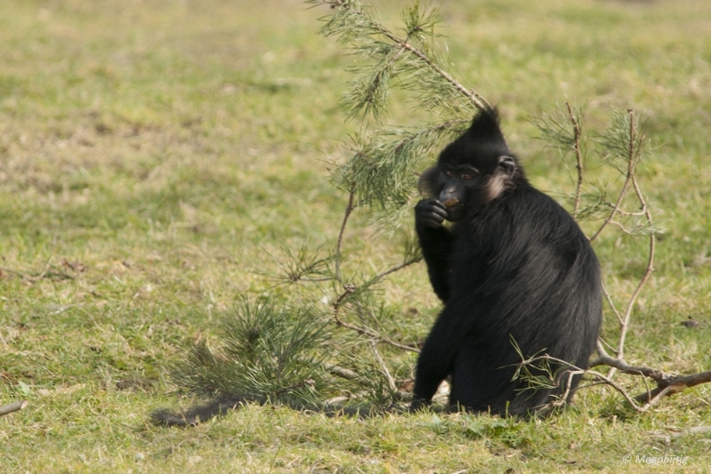 BB februari 2015 105.JPG - Beekse Bergen 19 februari 2015