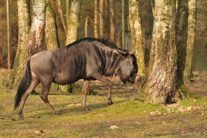 BB februari 2015 15.JPG - Beekse Bergen 19 februari 2015