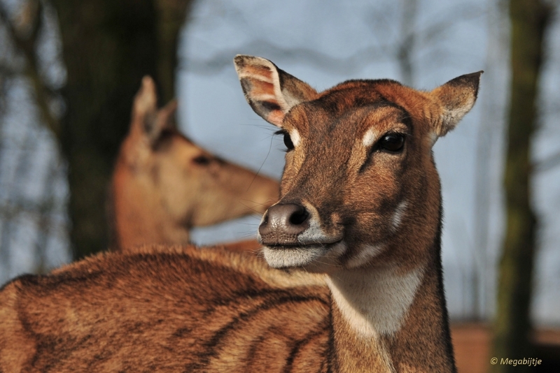 BB februari 2015 40.JPG - Beekse Bergen 19 februari 2015