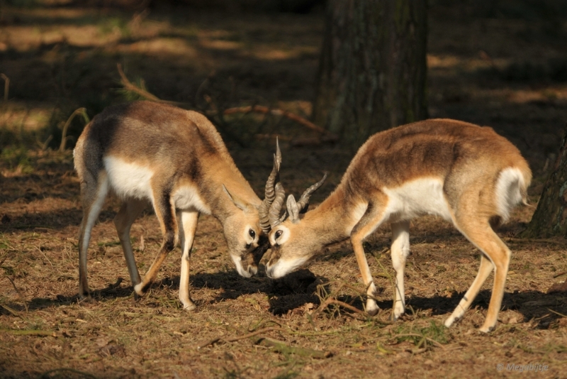 BB februari 2015 50.JPG - Beekse Bergen 19 februari 2015