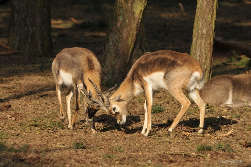 BB februari 2015 54.JPG - Beekse Bergen 19 februari 2015