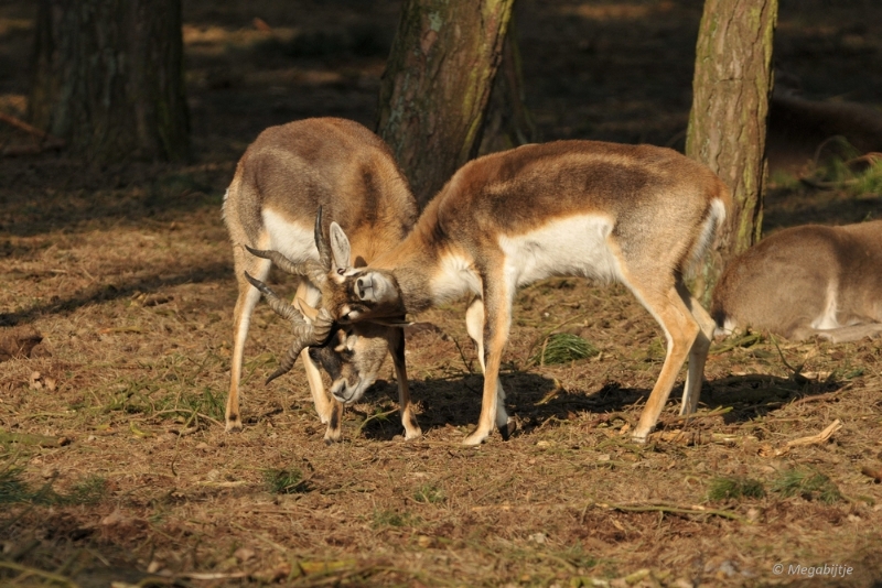 BB februari 2015 55.JPG - Beekse Bergen 19 februari 2015