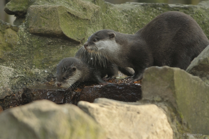 BB februari 2015 85.JPG - Beekse Bergen 19 februari 2015