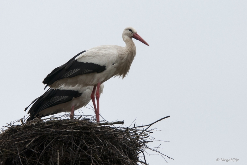 BB februari 2015 96.JPG - Beekse Bergen 19 februari 2015