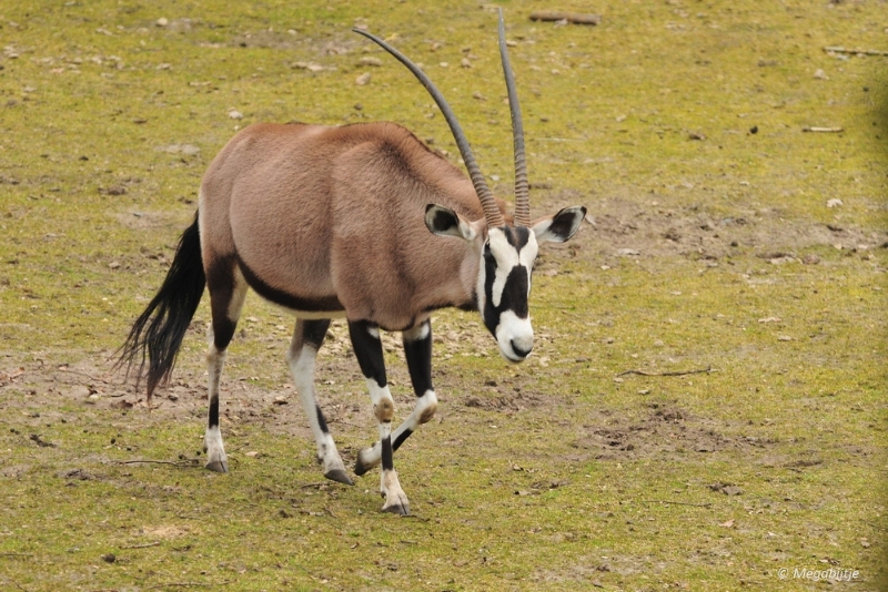 BB februari 2015 97.JPG - Beekse Bergen 19 februari 2015