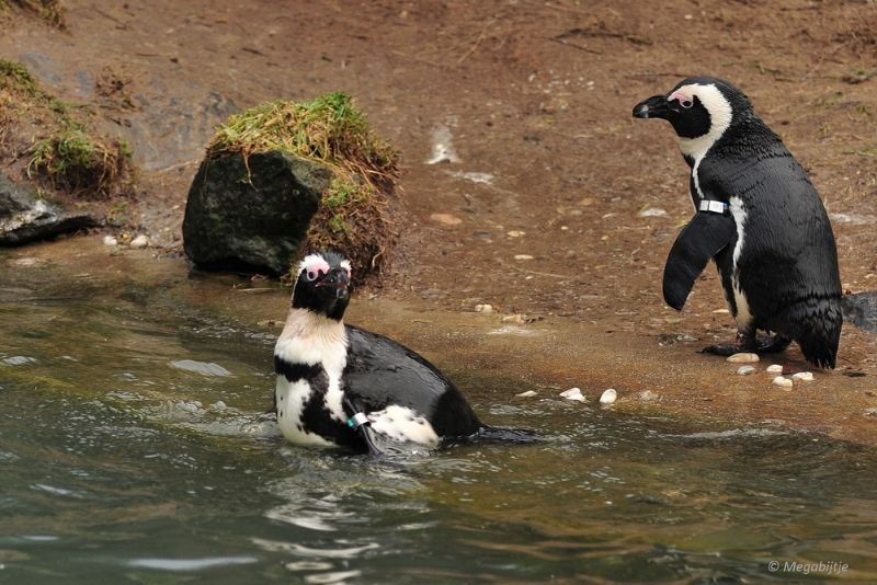 bdDSC_0101.JPG - Burgers Zoo 2015