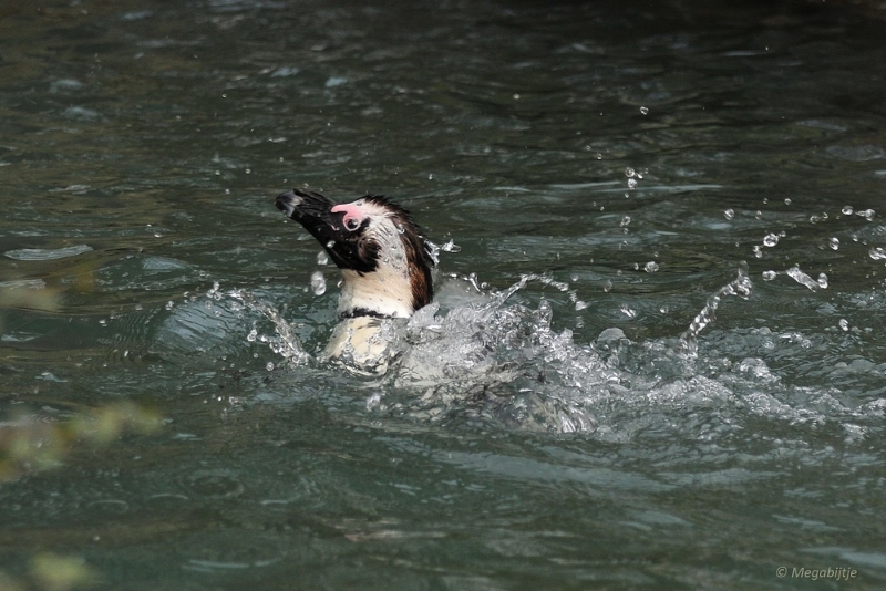 bdDSC_0106.JPG - Burgers Zoo 2015