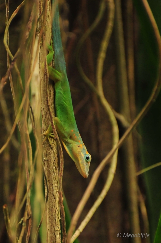 bdDSC_0157.JPG - Burgers Zoo 2015