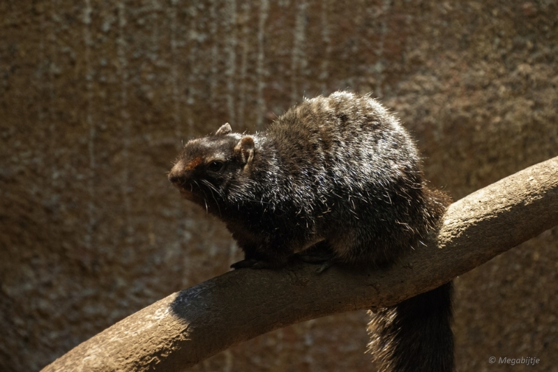 bdDSC_0207.JPG - Burgers Zoo 2015