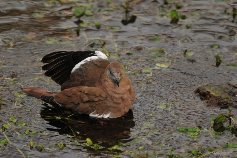 bdDSC_0224.JPG - Burgers Zoo 2015