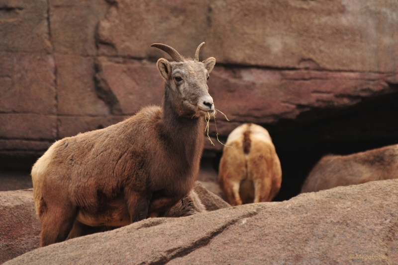 bdDSC_0250.JPG - Burgers Zoo 2015