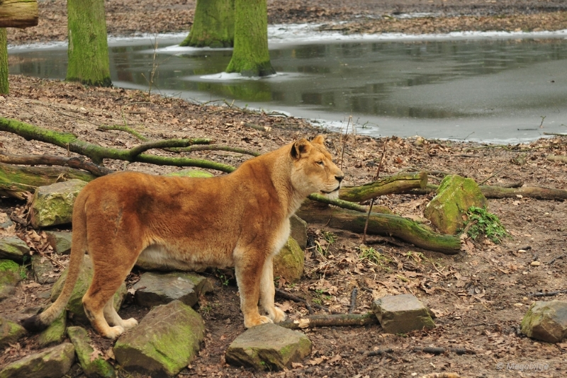 bdDSC_0313.JPG - Burgers Zoo 2015