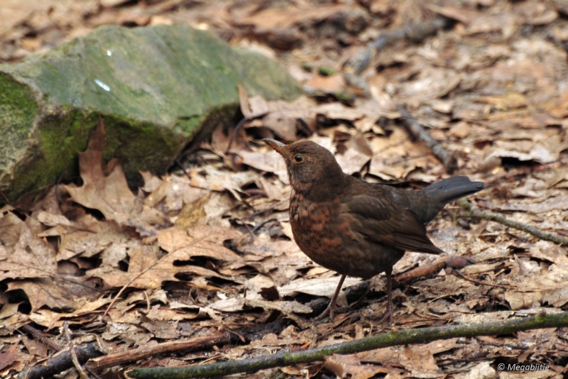 bdDSC_0360.JPG - Burgers Zoo 2015