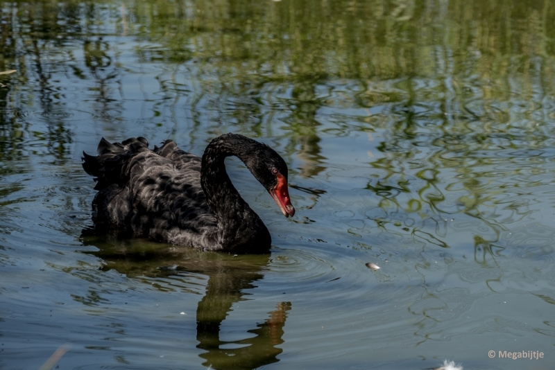 bdP1020287.JPG - Dierenrijk 11 juli 2015