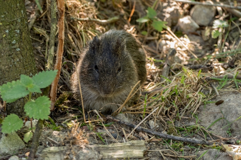 bdP1020304.JPG - Dierenrijk 11 juli 2015