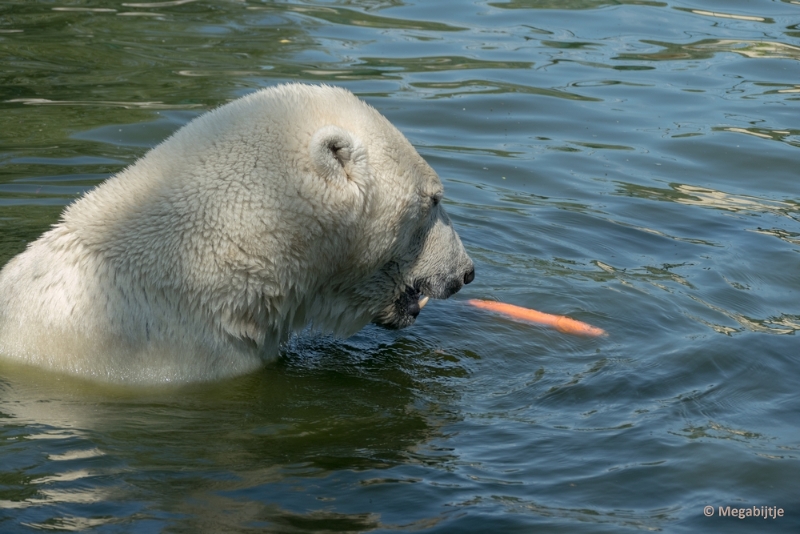 bdP1020328.JPG - Dierenrijk 11 juli 2015