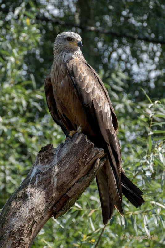 bdP1020361.JPG - Dierenrijk 11 juli 2015