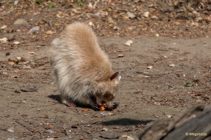 bdP1020403.JPG - Dierenrijk 11 juli 2015