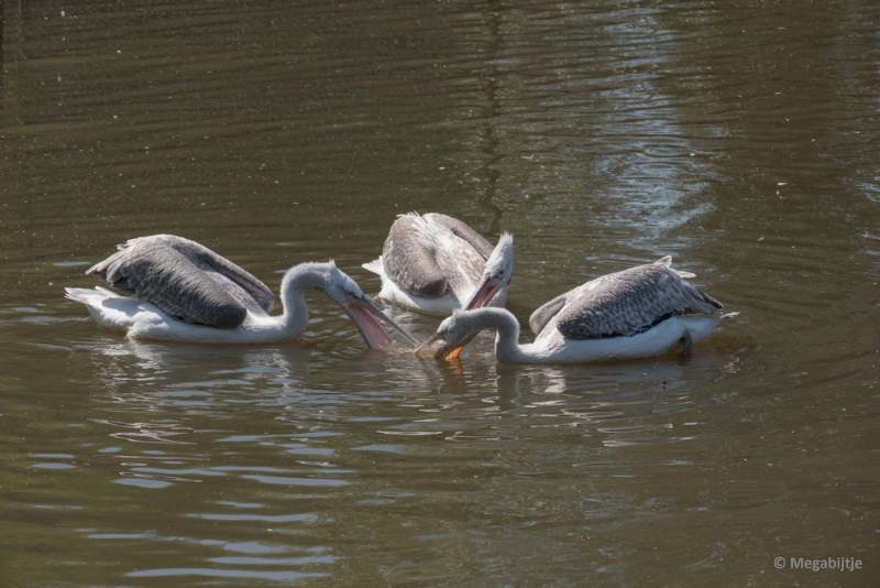 bdP1020407.JPG - Dierenrijk 11 juli 2015