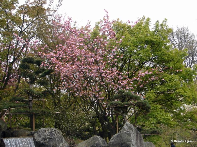 bdDSC00401.JPG - Foto's Daantje 7 jaar in Japanse tuin Hasselt 2019