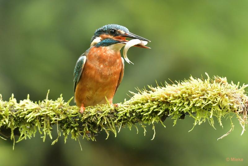 bdijsvogel 23 01.JPG - De ijsvogel 2023