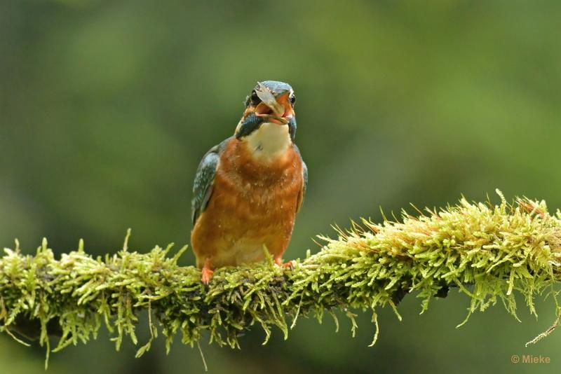 bdijsvogel 23 02.JPG - De ijsvogel 2023