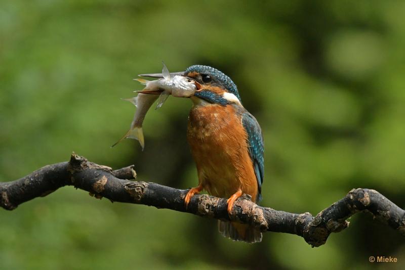 bdijsvogel 23 06.JPG - De ijsvogel 2023