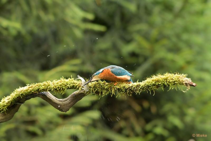 bdijsvogel 23 20.JPG - De ijsvogel 2023