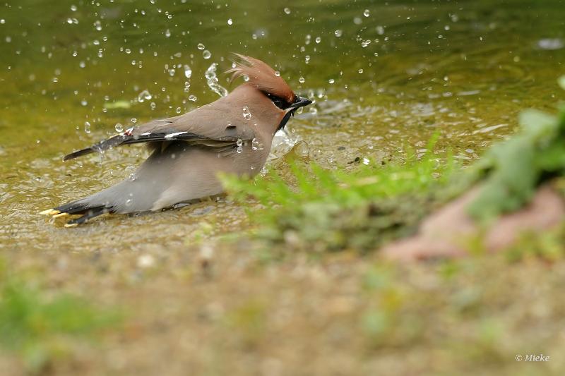 bdpestvogel 21.JPG - Themahut 2024