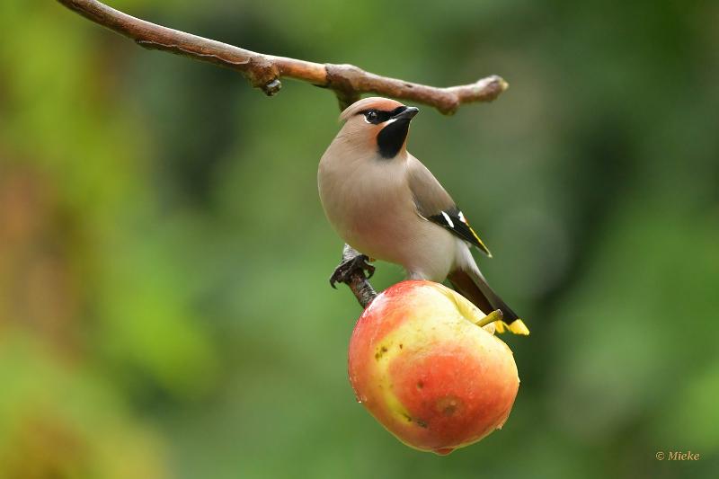 bdpestvogel 57.JPG - Themahut 2024