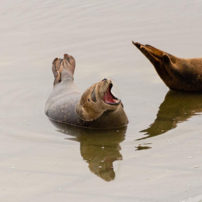 DSC_4701.jpg - Zeehonden 