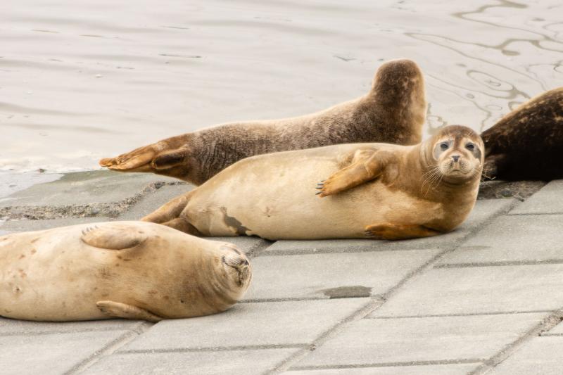 DSC_4733.jpg - Zeehonden 