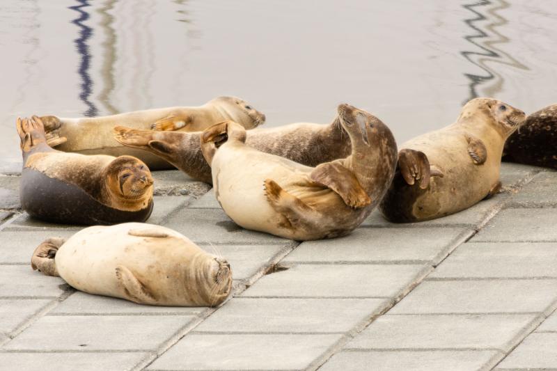 DSC_4770.jpg - Zeehonden 