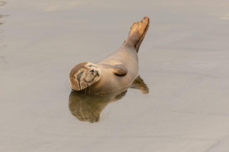 DSC_4776.jpg - Zeehonden 