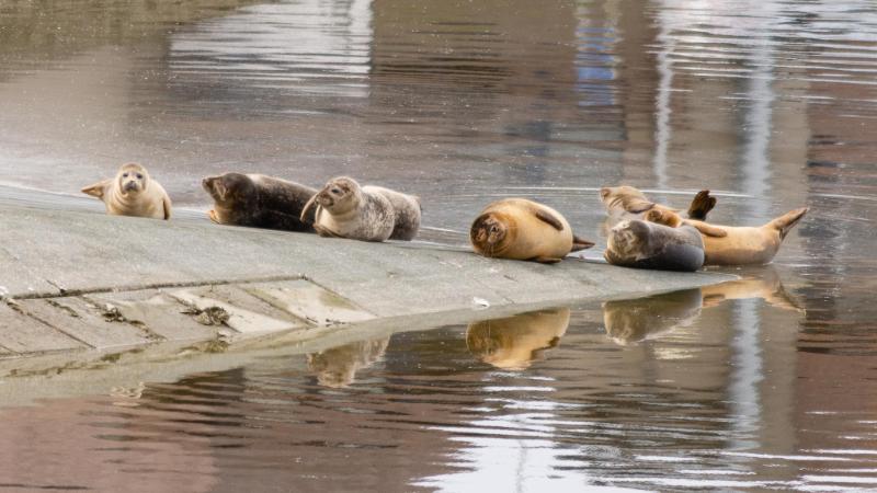 DSC_4816.jpg - Zeehonden 