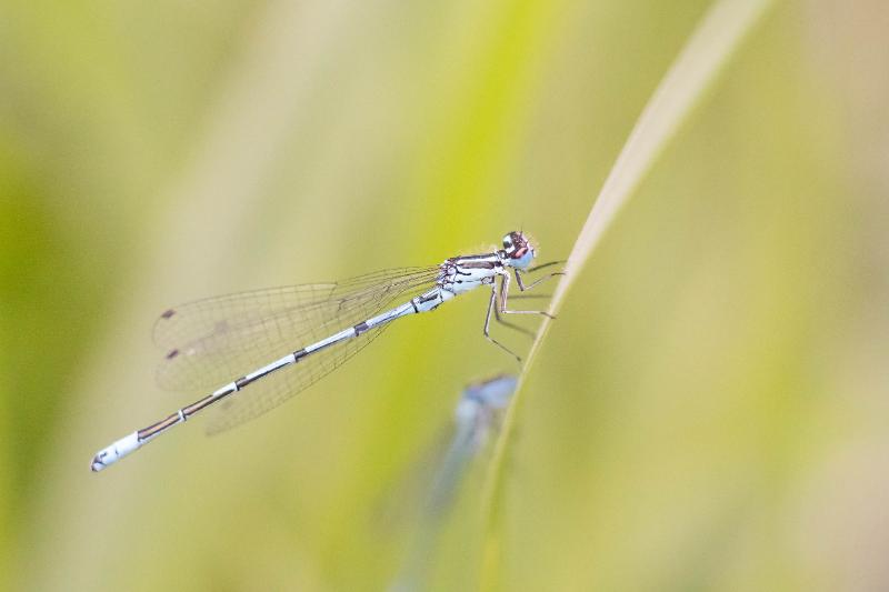 DSC_8824.jpg - Blauwe waterjuffer