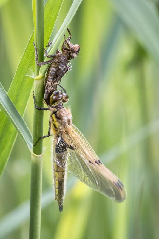 DSC_4810-bewerkt.jpg - Uitsluiper Libellen