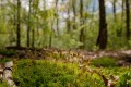 bdLizet Sterrenmos in knop met bokeh