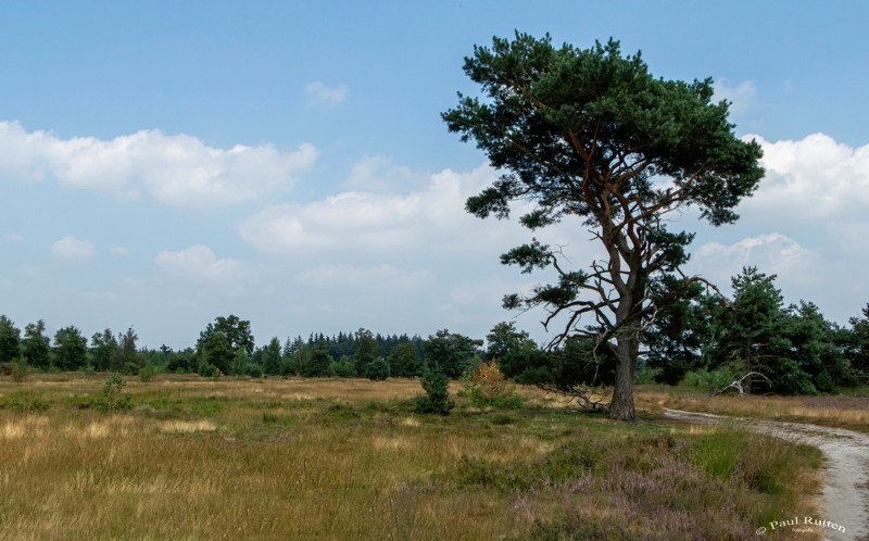 bdPaul-Landschap 1 .JPG - Paul