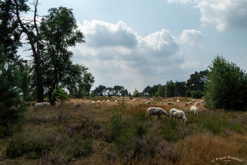 bdPaul-Landschap 2 .JPG - Paul