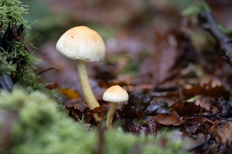 bdMichel paddestoelen 4.JPG - Michel