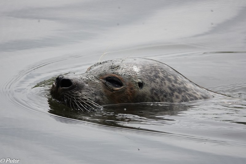 2018 dierenrijk-00948.jpg - Dierenrijk 