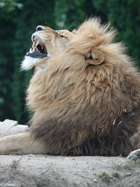 2018 dierenrijk-01116.jpg - Dierenrijk 