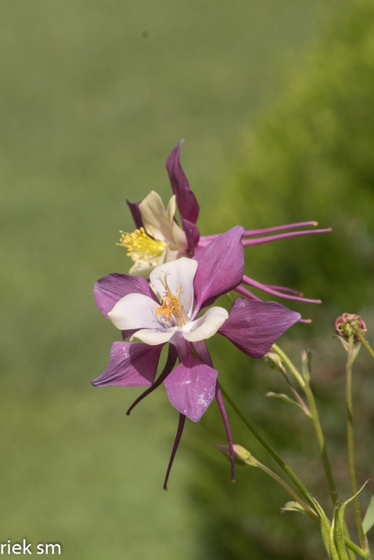 Butchant Garden Victoria (10 van 33).jpg - Butchant Gardens Victoria